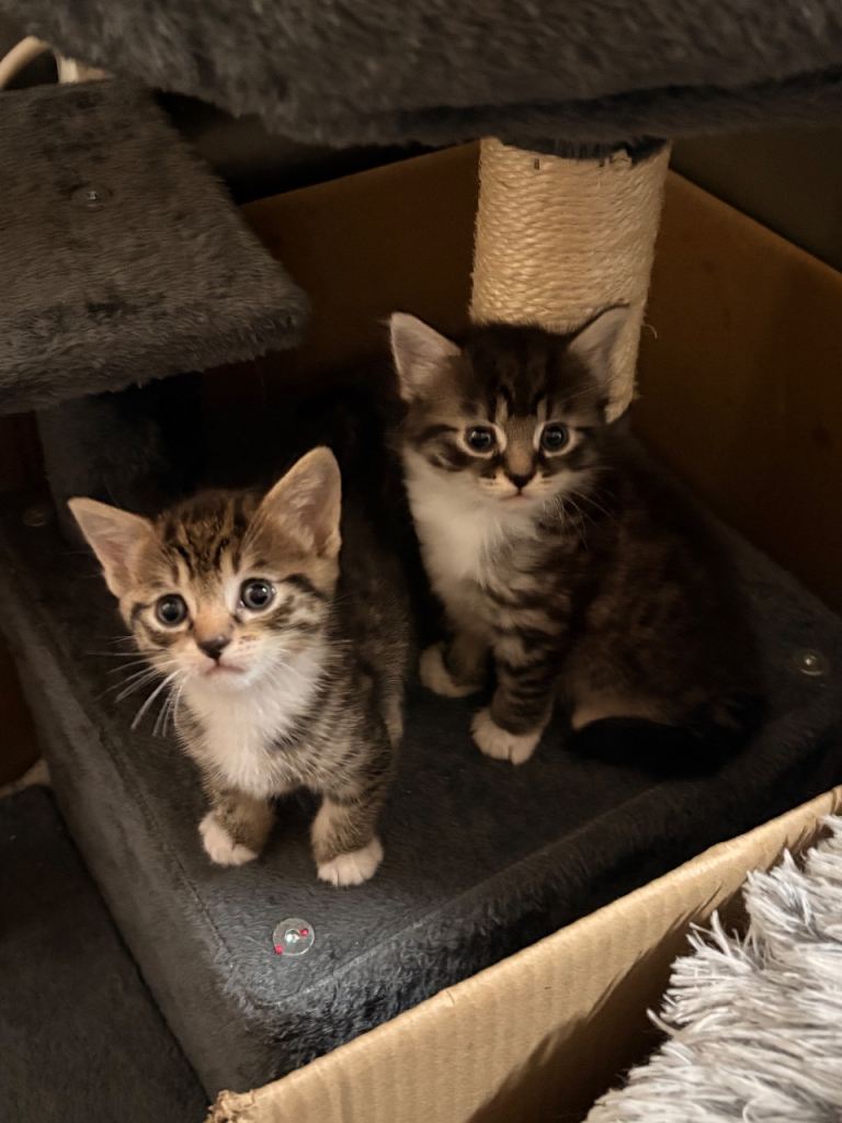 Two girl kittens 