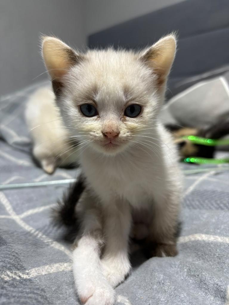 Kittens