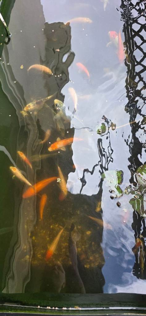 Koi fish