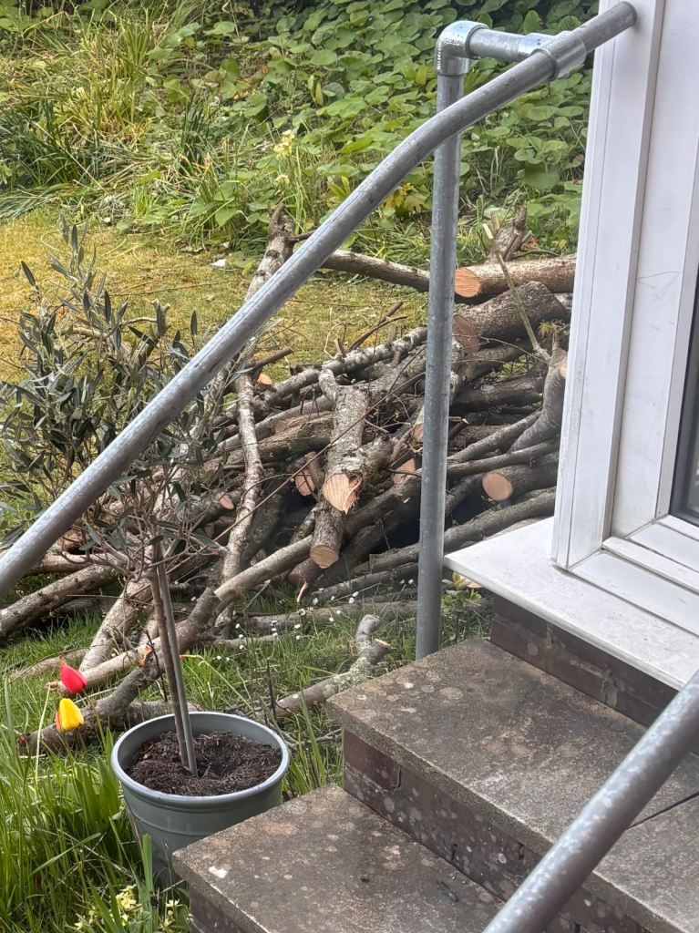 Free logs/trees for burning 
