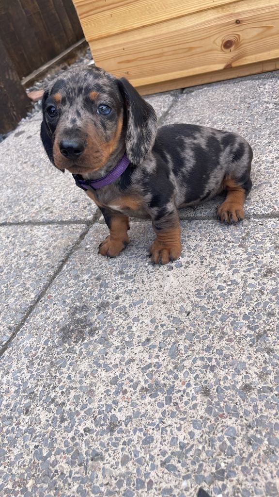 Dachshund