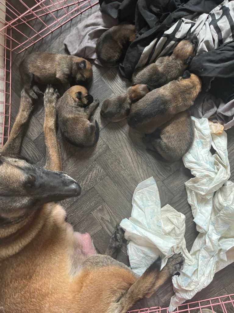 Malinois puppies Belgian Malis 