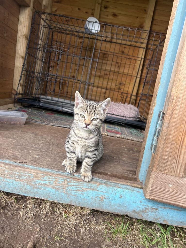 Kittens for sale 