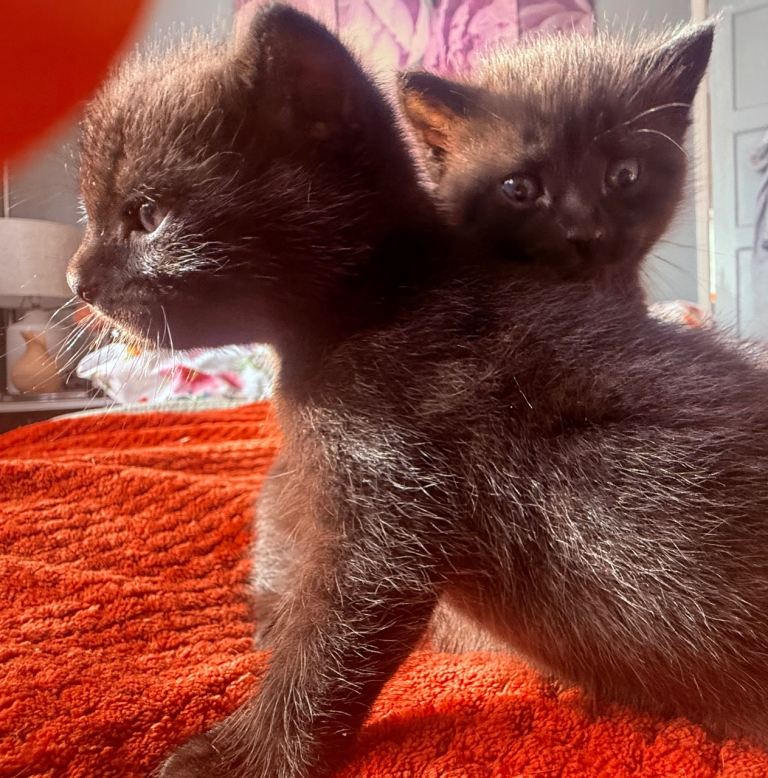 2 beautiful black mixed Bombay kitties available 