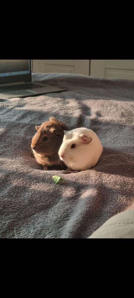 Bonded Pair of Guinea Pigs + 120cm Cage & Accessories – Loving Home Needed