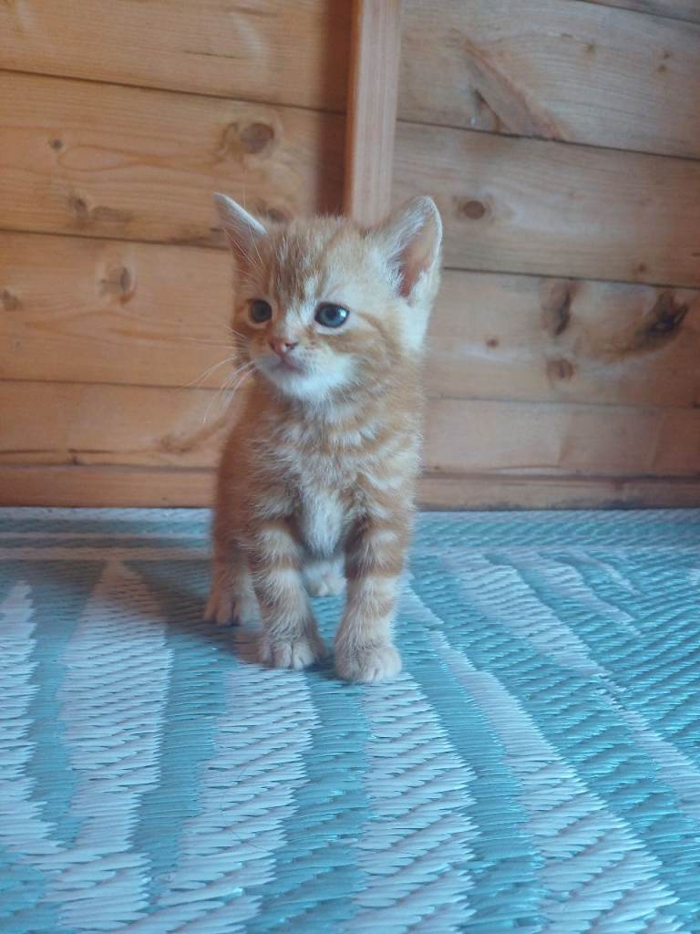 Gorgeous Kittens