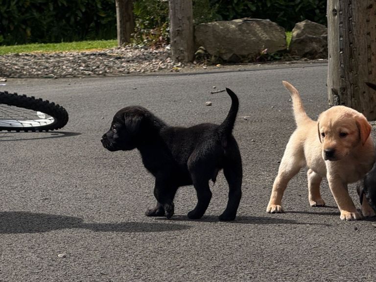 Labrador pups