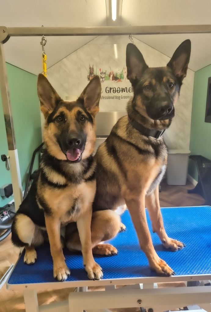 German Shepherd/Belgian Malinois puppies