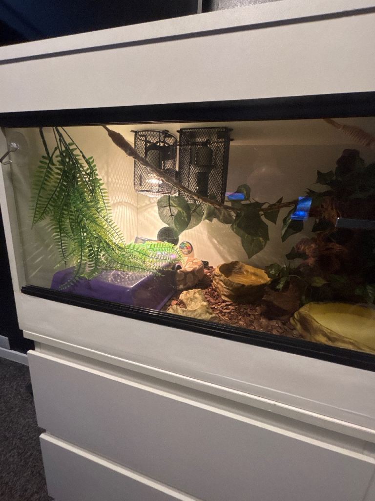 4ft Vivarium Mojave or butter enchi python snake