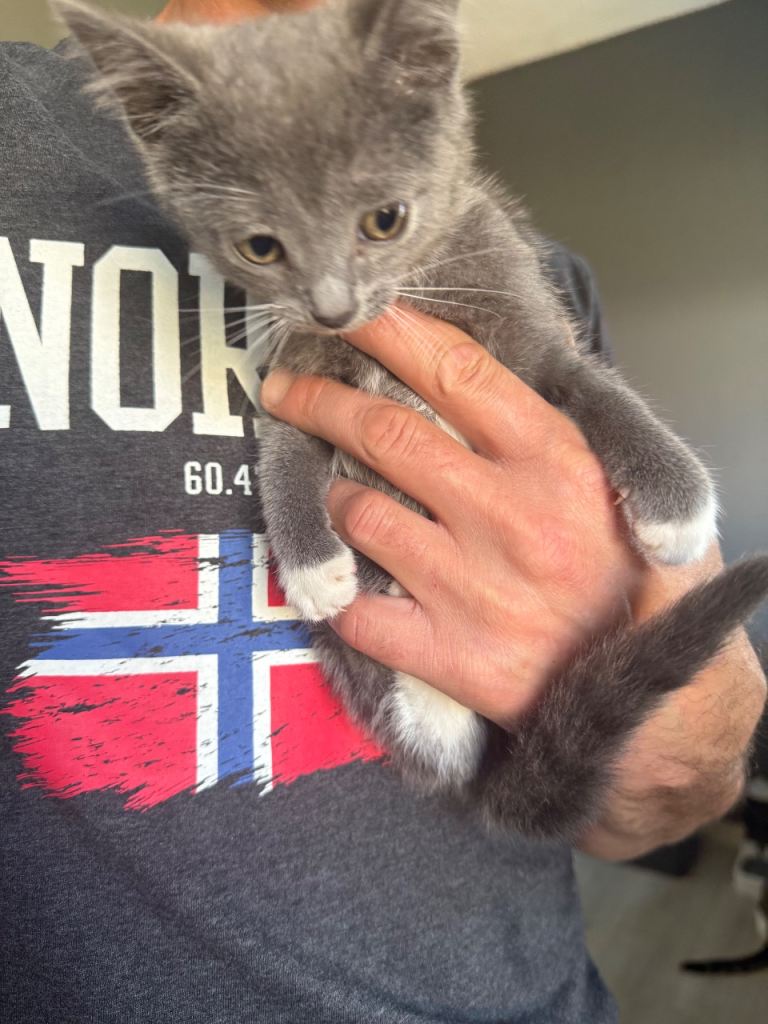 Kittens 