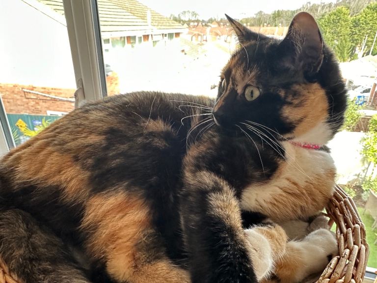 Tortishell/Calico