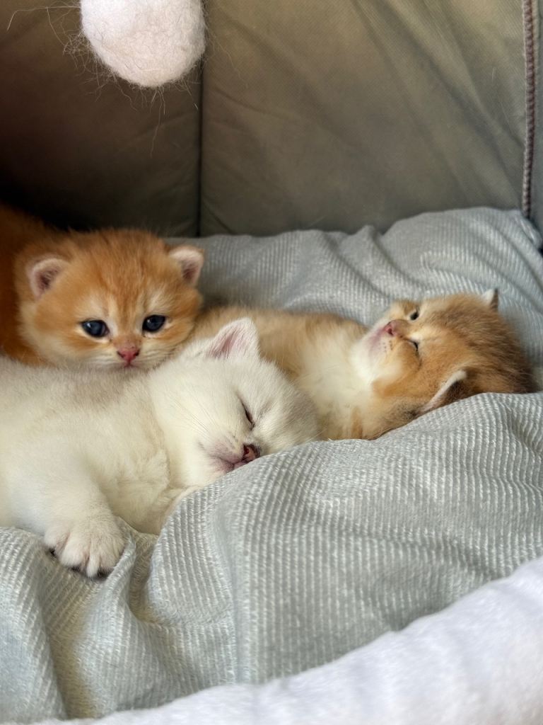 GOLDEN BSH and Silverline kittens READY TO LEAVE 