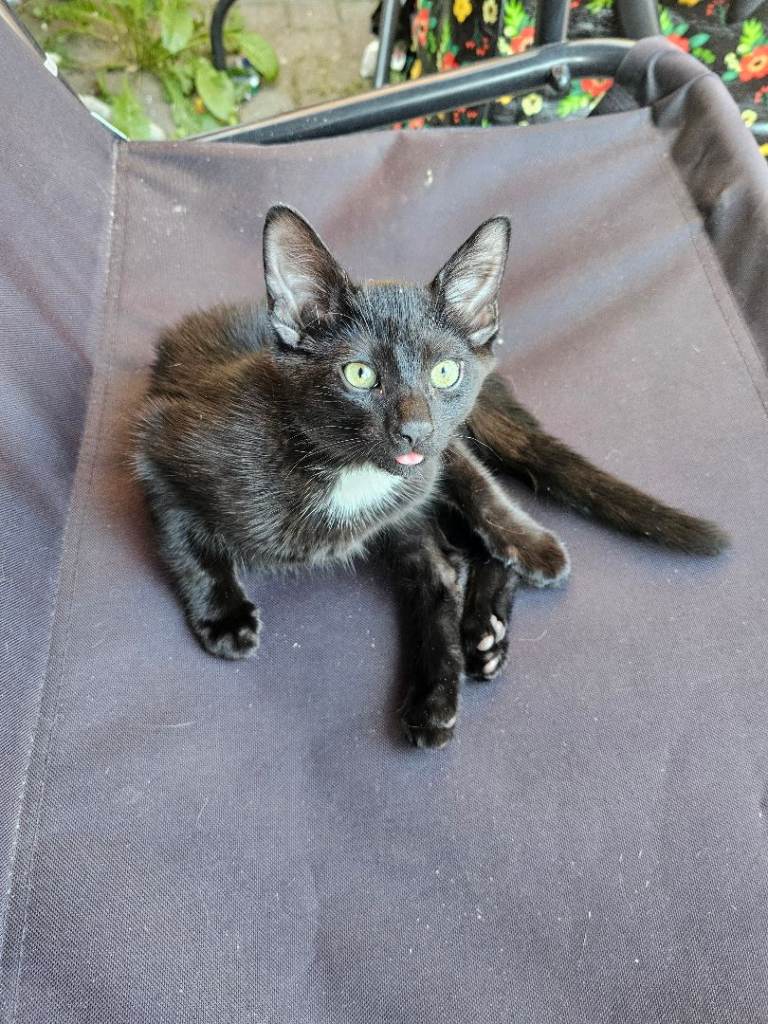 Male kitten