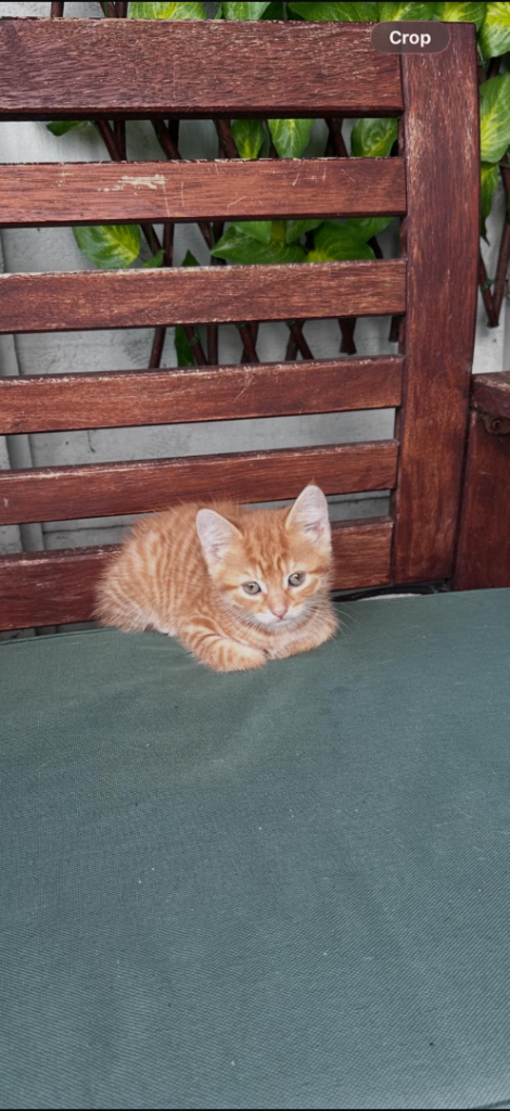 Ginger girl kitten. 