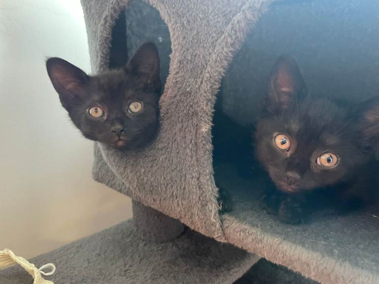 One Male Remaining! Five adorable kittens - one lady and four males kittens available now 