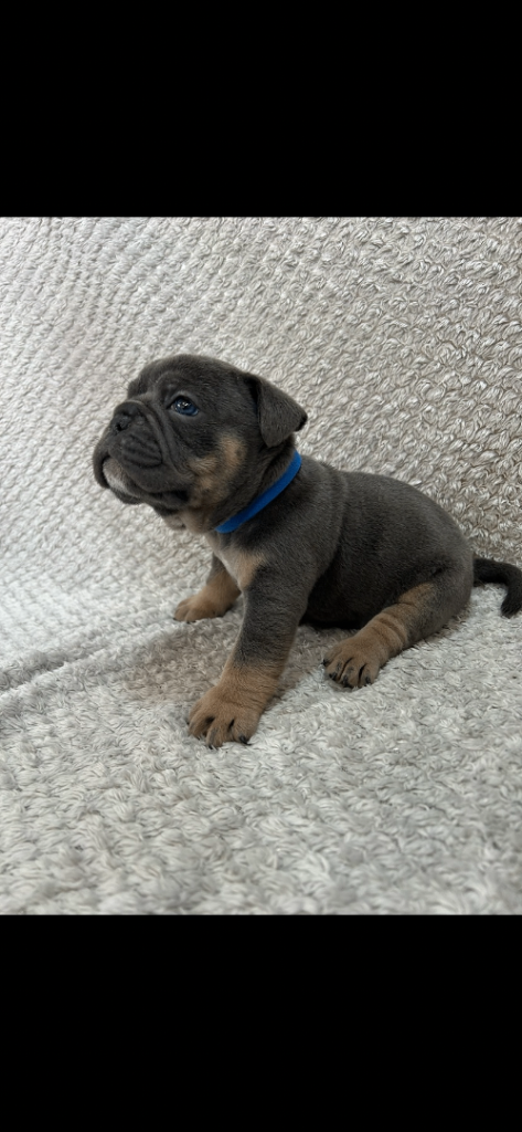 Adorable Bulldog Puppies Looking for Their Forever Homes