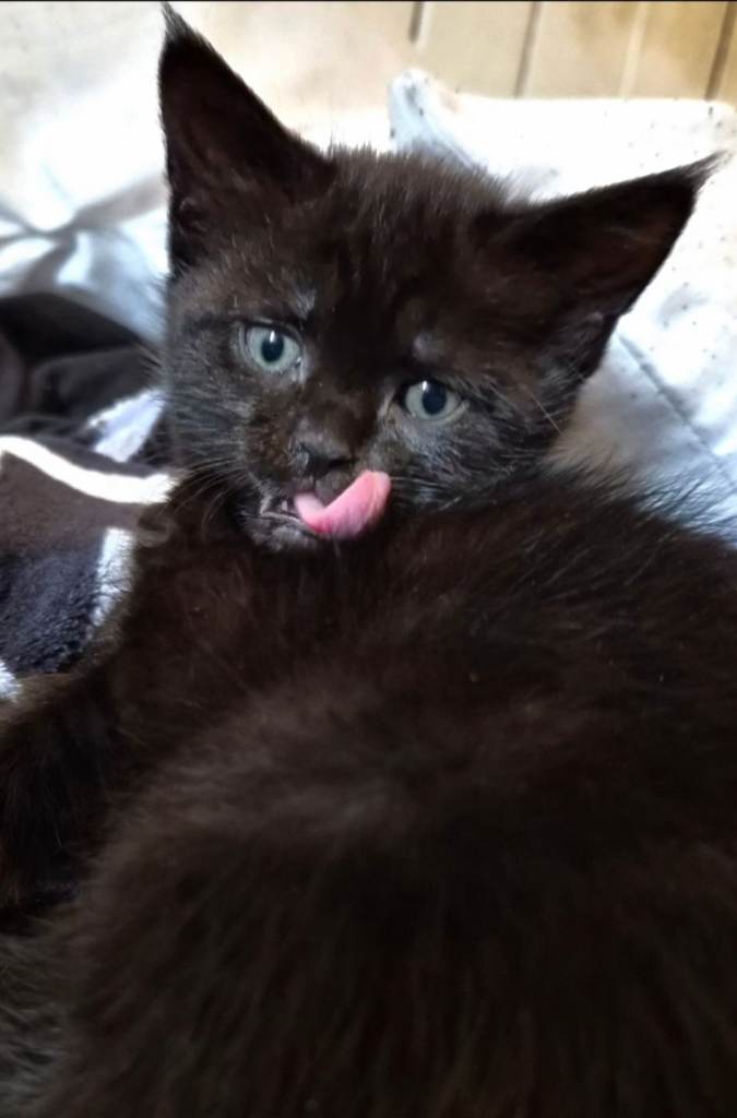 Maine Coon Cross - Stunning Black Female Kitten Mini Panther Look