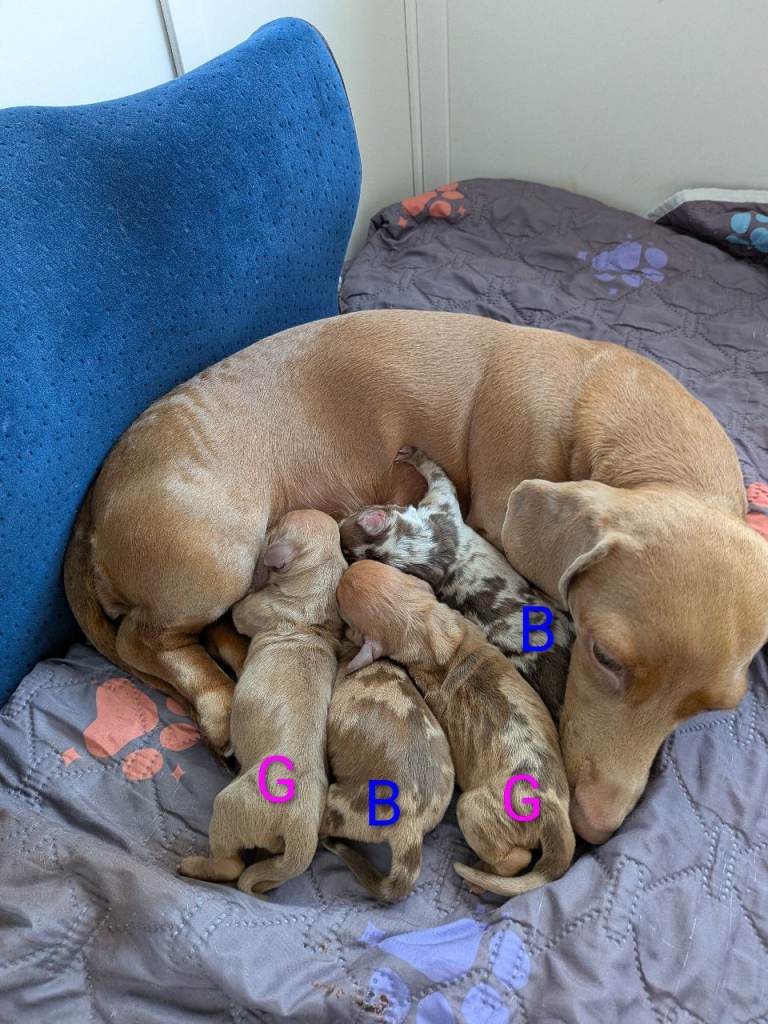 4 Beautiful miniature Dachshund puppies for sale