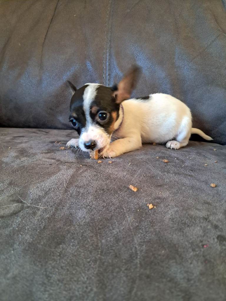 Jack russell puppies 