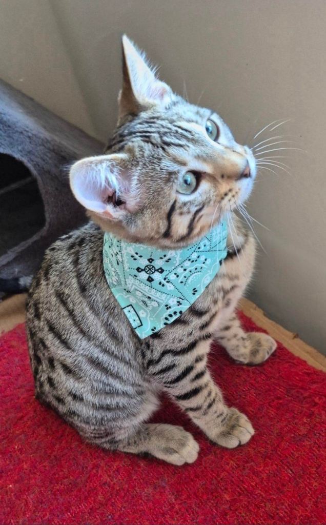 Bengal X Persian 4 month old kitten