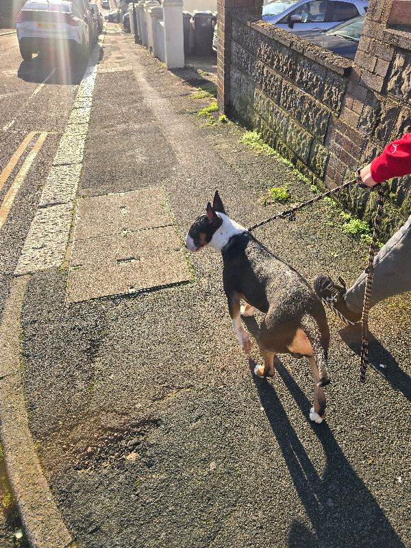 English bull terrier