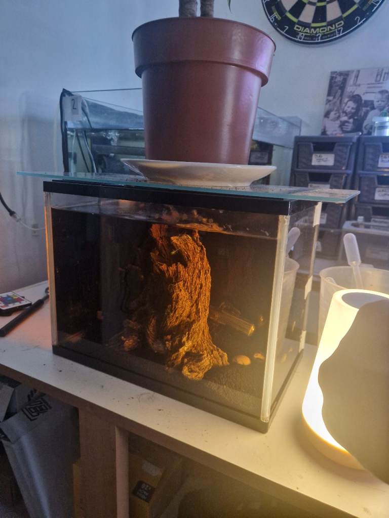 Shrimp tank 10l with makeshift lid and fluval u1 filter and planted substrate if wanted