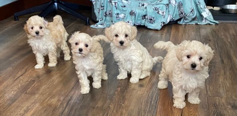 Adorable maltipoo puppies 