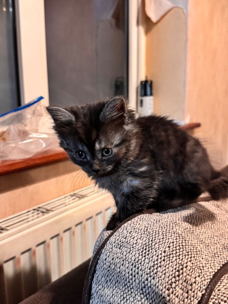 British shorthair tabby mixed 