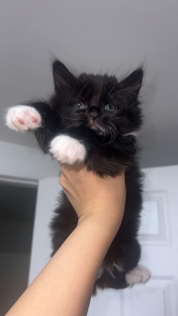 Nearly 8weeks old kittens looking for a loving home🥹