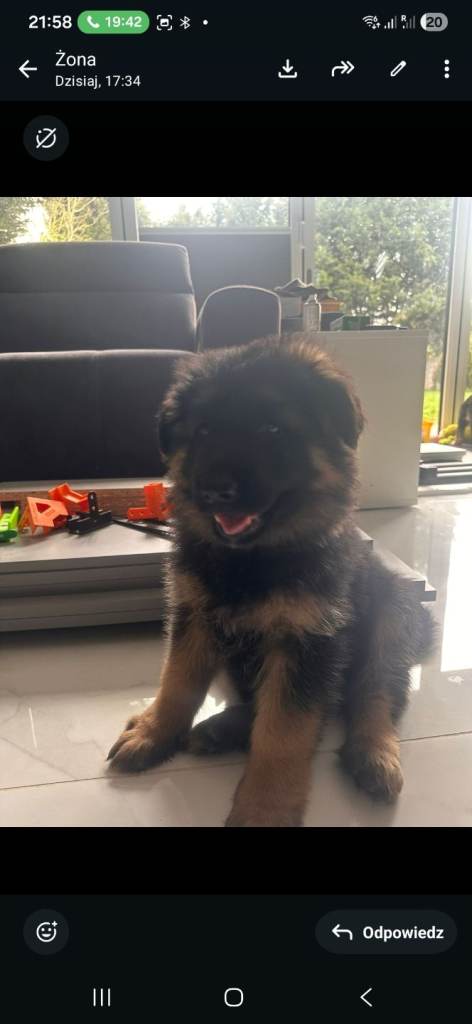 German shepherd puppies 