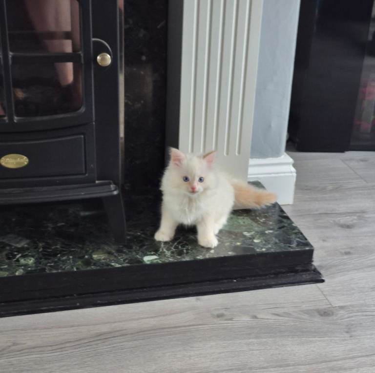 Ragdoll male