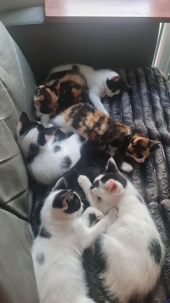 Beautiful male kittens 😸 