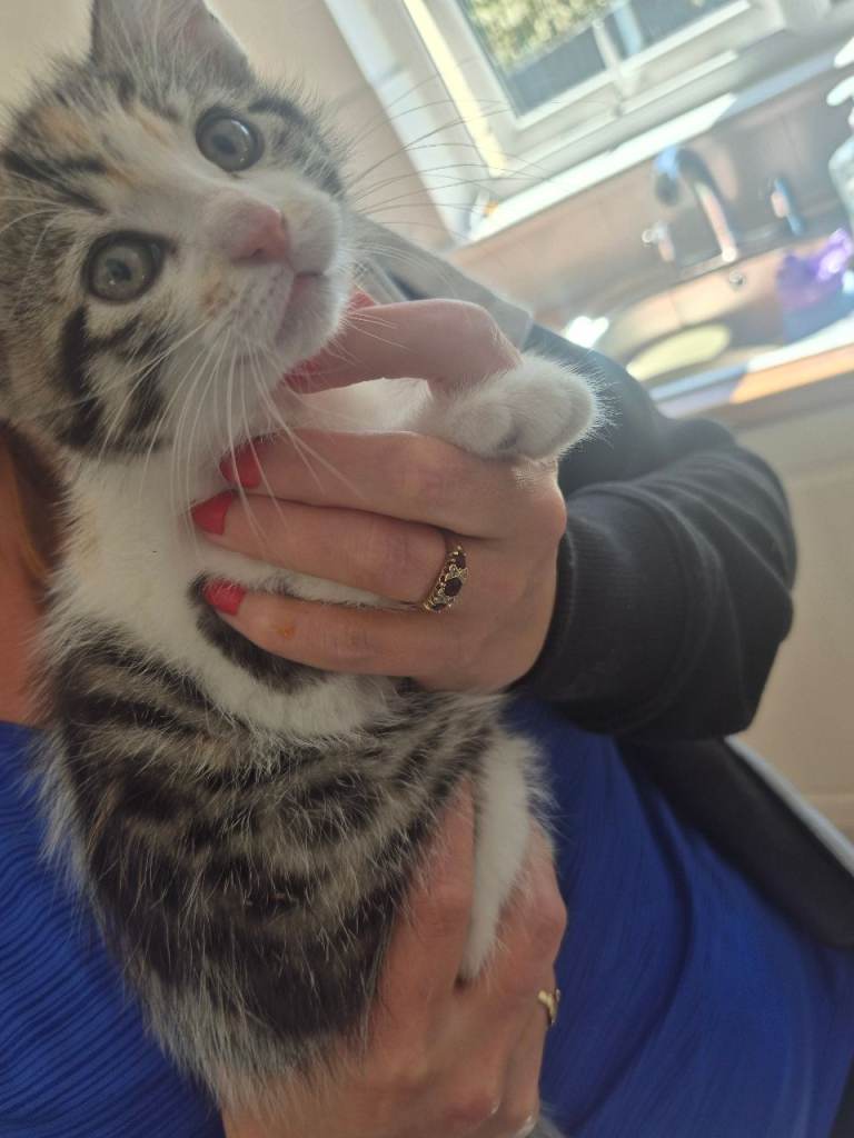 8 week old kitten ( female )