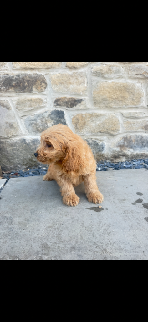 F1 cockapoo puppies ready to leave 