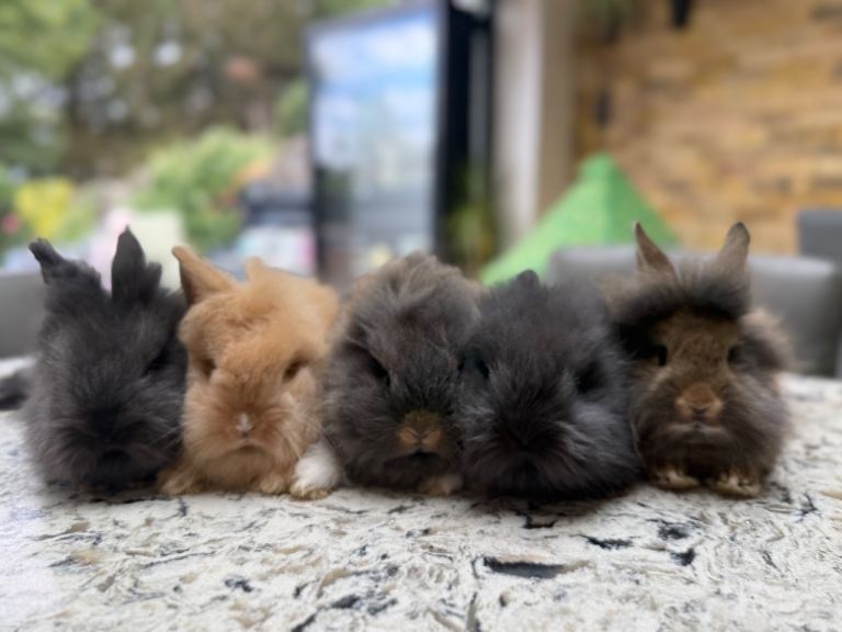 Baby Lionhead Rabbits