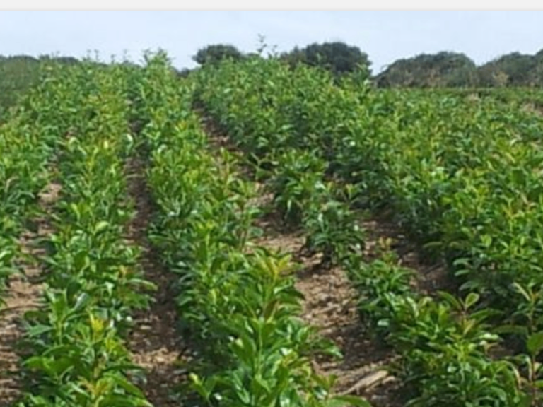 LAUREL HEDGING.   1 ft +. ONLY. £1-20. BEST VALUE ANYWHERE