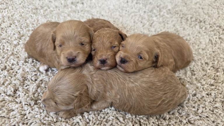Tiny Maltipoo puppies 