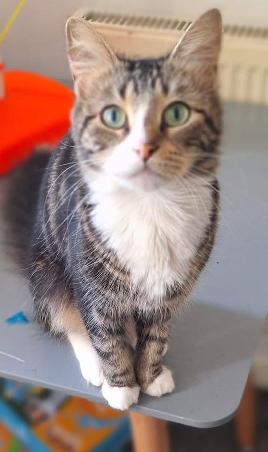 Female cat- looking for new home 