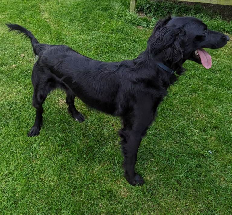 Labrador x Whippet x Rough Collie (Lassie) x Lurcher Cross