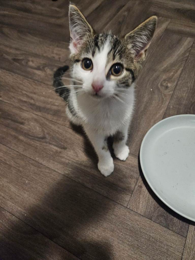 Kittens