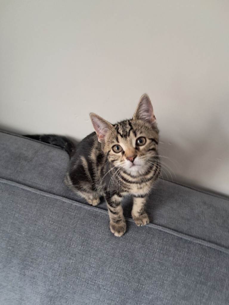 British Shorthair Kittens