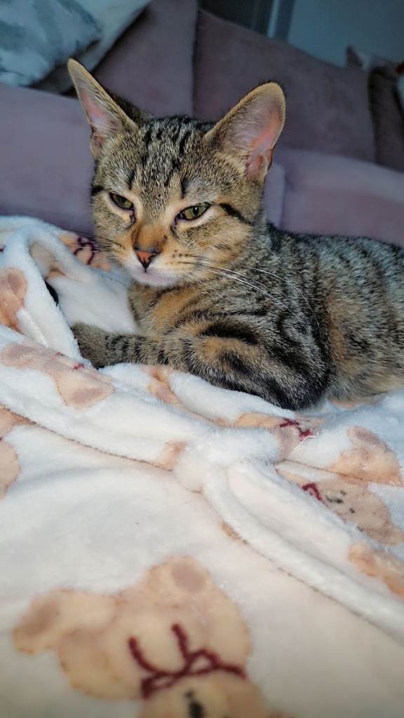 Beautiful tabby kitten Bellarose 