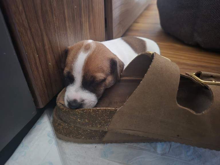 Puppy 