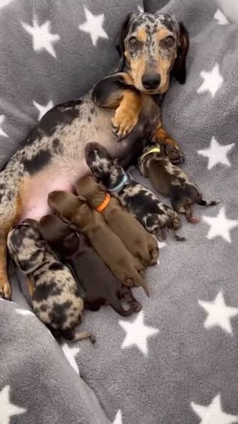 Litter of daschunds