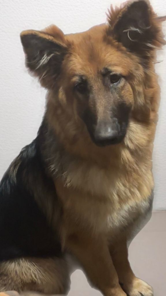 9 month old German Shepard