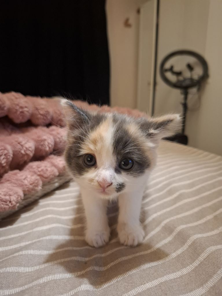 Kitten all sold pending collection 