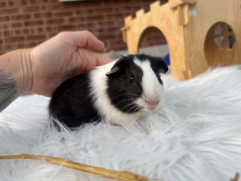 Baby guinea pigs
