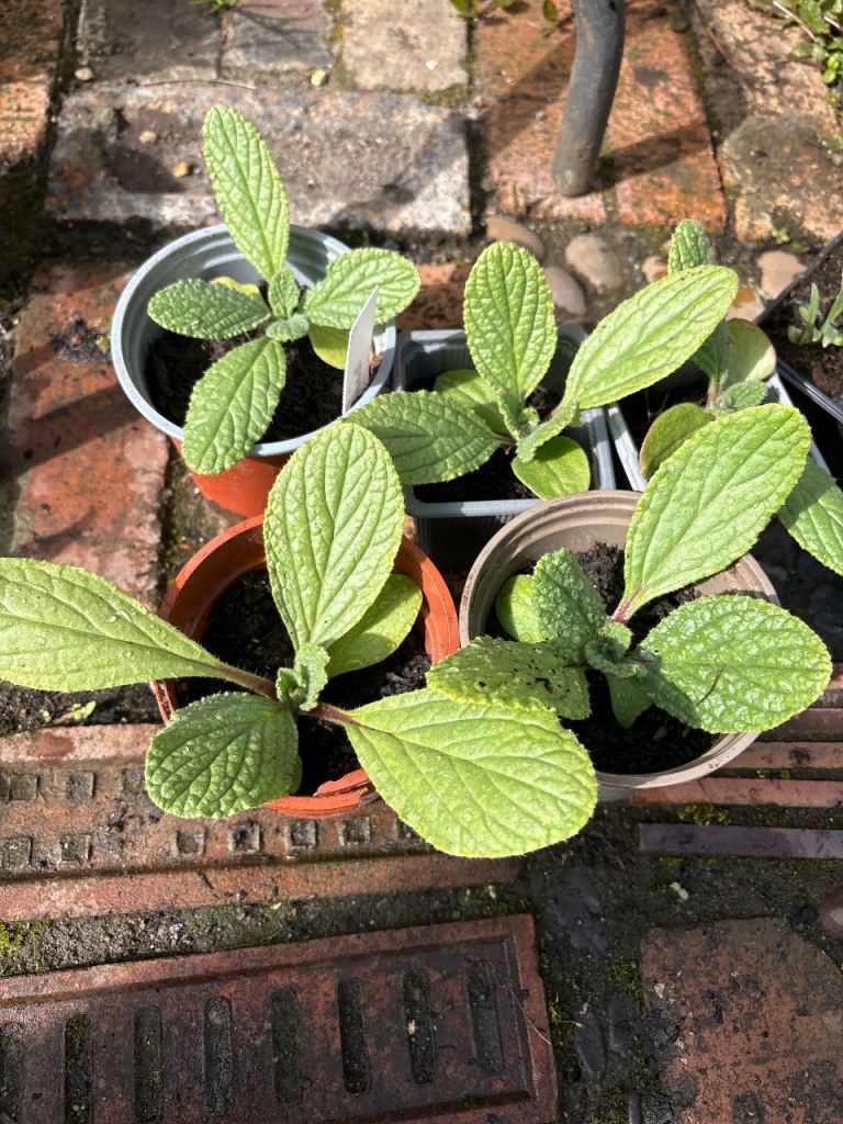 Borage seedlings 