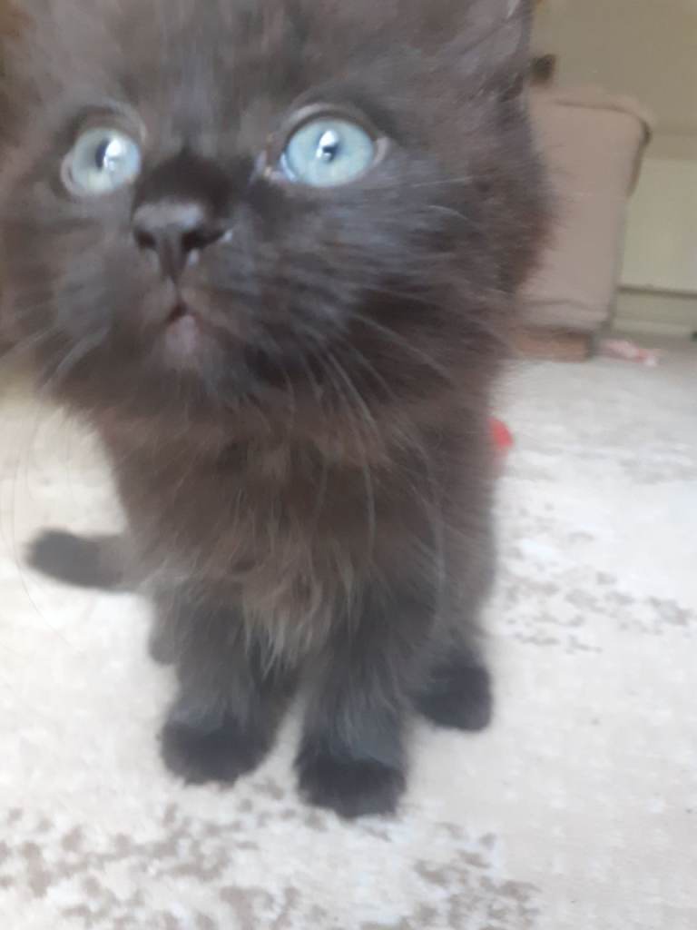 Kittens 