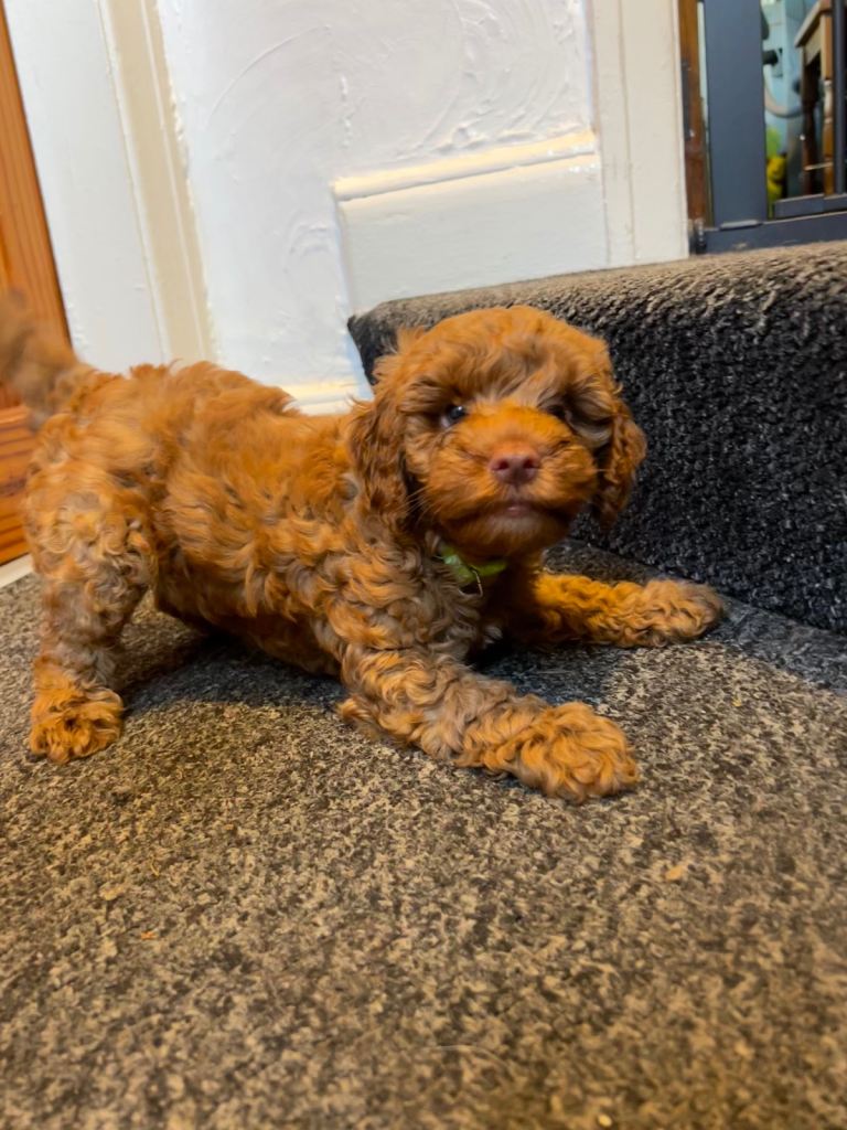 2 ginger male  cockapoos for sale